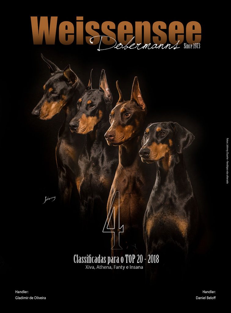 Canil dobermann anuncio 1