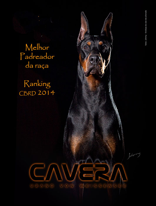Canil dobermann anuncio 3